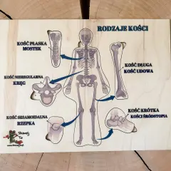 Drewniana układanka edukacyjna prezentująca rodzaje kości: płaską (mostek), nieregularną (kręg), długą (kość udowa), krótką (kości śródstopia) i sezamoidalną (rzepka).