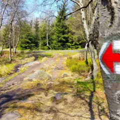Czerwony znak szlaku turystycznego na drzewie w lesie.