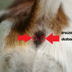 Objawy zapalenia gruczołów okołoodbytowych u psa i leczenie