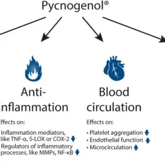 Pycnogenol® działa antyoksydacyjnie, przeciwzapalnie, wspiera krążenie krwi i macierz zewnątrzkomórkową.