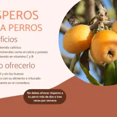 Nísperos para perros: beneficios y cómo ofrecerlos. Descubre si pueden comer nisperos los perros, sus vitaminas y minerales.