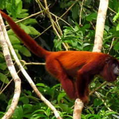Mono rojo animal de pelaje cobrizo, con larga cola, se aferra a una rama en la selva.