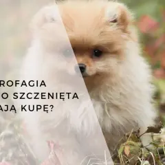 Uroczy szpic miniaturowy w trawie. Tekst: KOPROFAGIA - DLACZEGO SZCZENIĘTA ZJADAJĄ KUPĘ?