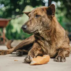 Es malo darle pan a los perros: riesgos y alternativas saludables