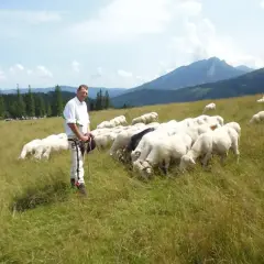 Górale pasą owce na hali. Czy ci nie żal, że tak mało miejsca na trawę?