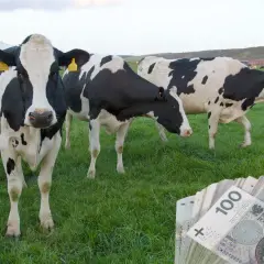 Krowy na łące i stos banknotów 100 zł. Czy to odzwierciedla aktualną cenę mleka w skupie?