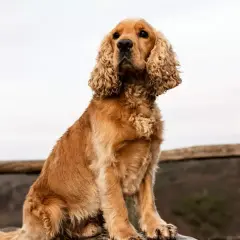 Cocker spaniel: sierść czy włosy? Co musisz wiedzieć!