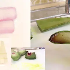 Aloe Vera wird verarbeitet. Gelber Saft tritt aus den geschnittenen Blättern aus, während das transparente Gel in Stücke geschnitten wird.