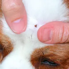 Dedo sujetando la cabeza de un perro para mostrar cómo quitar una garrapata.