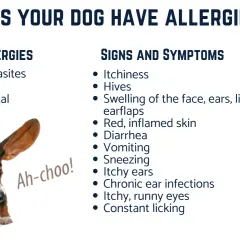 A sneezing Basset Hound with long ears flying, illustrating signs of dog skin allergies like itchiness and inflamed skin.