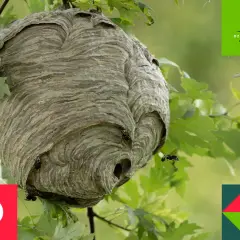 Duże, papierowe gniazdo szerszeni wisi na gałęzi wśród zielonych liści. Kilka owadów krąży wokół wejścia.