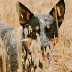 Un perro pastor australiano se asoma entre espigas doradas, con sus ojos curiosos y orejas atentas.