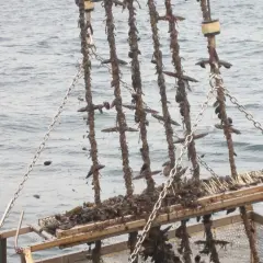 Cosecha de mejillones en bateas gallegas. Cadenas y cuerdas cubiertas de marisco listas para ser procesadas.