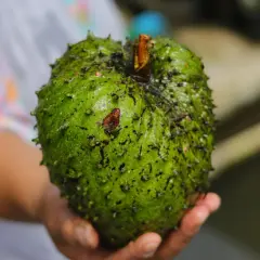 Zielona, kolczasta guanabana (graviola) na co? Owoc trzymany w dłoni, pełen zdrowia i potencjalnych korzyści.