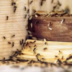 Rój mrówek, w tym uskrzydlonych, na drewnianej powierzchni. Czy mrowki sa szkodliwe dla roslin? Te mogą być, jeśli żerują na drewnie.
