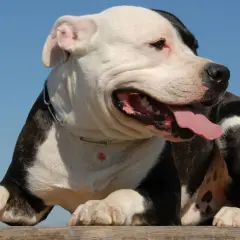 Pies rasy pitbull, często zaliczany do niebezpieczne rasy psów, z językiem na wierzchu, na tle błękitnego nieba.
