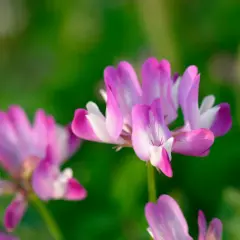 Fiori rosa e bianchi di astragalo, noti per le loro proprietà benefiche, su uno sfondo verde sfocato.