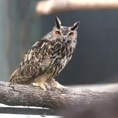 Búho real con ojos anaranjados brillantes posado en una rama. Un majestuoso ejemplo de rapaces en Madrid.