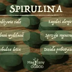 Spirulina na co? Odżywia ciało, łagodzi alergie, podnosi wydolność, sprzyja regeneracji, pobudza detox i działa prebiotycznie.