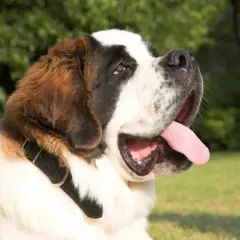 Cuál es el perro más bonito del mundo según expertos y rankings