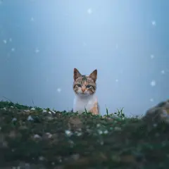 Uroczy kotek po francusku, z zielonymi oczami, wychyla się zza trawy na tle błękitnego, mglistego nieba z iskrzącymi się drobinkami.