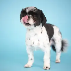 Ile powinien jeść szczeniak shih tzu? Błędy w żywieniu, które szkodzą psu