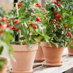 Rad av krukor med frodiga plantor fulla av mogna körsbärstomater. En härlig syn för alla tomatälskare!
