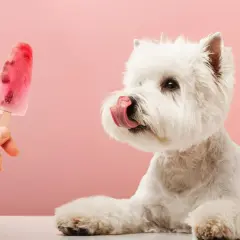 Ein weißer Westie leckt sich die Lippen, während eine Hand ihm ein selbstgemachtes Hunde-Eis mit Beeren anbietet.