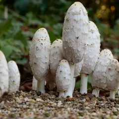 Un grupo de hongos coprinus comatus, con sus sombreros blancos y escamosos, emergen de un suelo pedregoso.