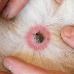 Garrapata en la piel de un perro, rodeada de un eritema que podría indicar enfermedad de Lyme en perros.