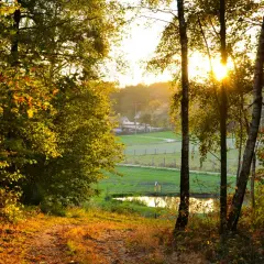 Jesienne słońce przebija się przez drzewa, oświetlając ścieżkę i łąkę. Idealny krajobraz na **długi weekend listopad**.