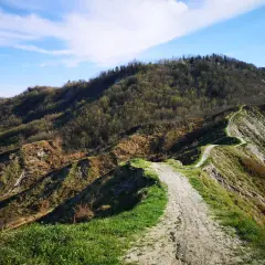 Sentiero tortuoso tra le colline forlivesi, un invito a scoprire panorami mozzafiato e la natura incontaminata.