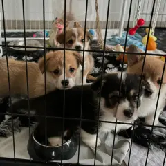 Szczenięta corgi w klatce kennelowej, wyglądają na smutne, być może to lęk separacyjny.