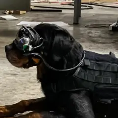 Czarny pies rasy Rottweiler w kamizelce taktycznej i goglach, gotowy do akcji jako pies wojskowy.