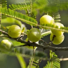 Grüne Amla-Früchte am Ast. Die Amla Wirkung Leber ist bekannt, diese Früchte sind reich an Vitamin C.