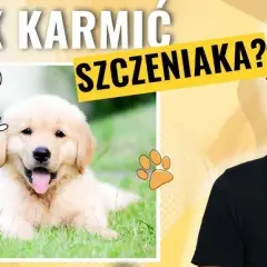Jak karmić 2-miesięcznego szczeniaka? Zdrowy start dla malucha