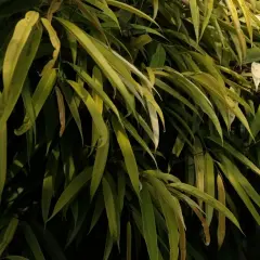 Gęste, zielone liście fikus wierzbolistny tworzą bujną, naturalną zasłonę.