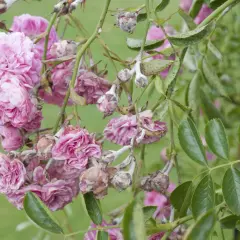 Fleurs de roses grimpantes roses atteintes par la maladie, avec des pétales flétris et des boutons couverts d'une poudre blanche.
