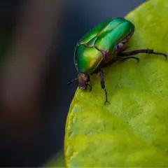Scarabeo verde metallico, uno degli insetti utili, si posa su una foglia.