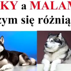Siberian Husky: Wygląd, cechy i jak odróżnić go od Malamuta