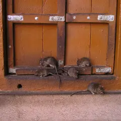 Kilka myszy buszuje przy drewnianych drzwiach, szukając schronienia w styropianie elewacji.