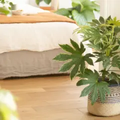 Ein Zimmer mit Bett und Holzboden, geschmückt mit **pflanzen die die luft reinigen**.