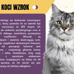 Ciekawostki o kotach: ich wzrok jest niesamowity! Widzą 285 stopni, świetnie w ciemności i dostrzegają ruch, ale mają problem z bliskimi przedmiotami.