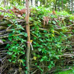 Eine Benjeshecke anlegen: Ein natürlicher Wall aus Ästen und Zweigen, bewachsen mit grünen Blättern, schützt und bietet Lebensraum.