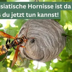 Eine asiatische Hornisse sitzt neben ihrem Wespennest im Baum.