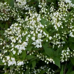 Un arbuste de deutzia en pleine floraison, ses grappes de petites fleurs blanches évoquent la douceur du printemps. Sa hauteur modeste le rend idéal pour les jardins.
