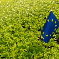 Zielony ład to obietnica zdrowej żywności i zrównoważonego rozwoju. Flaga UE na polu sałaty symbolizuje te wartości.