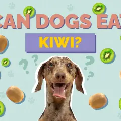 A dog looks at kiwis scattered around the text "CAN DOGS EAT KIWI?".
