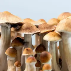 Grupka grzybów psylocybinowych z brązowymi kapeluszami i jasnymi trzonkami.