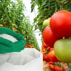 Ręce w zielonych rękawiczkach trzymają nawóz, pokazując, czym nawozić pomidory pod folią dla obfitych plonów.